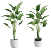 Strelitzia indoor plant