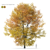 Autumn hornbeam tree