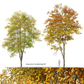 Autumn hornbeam tree 02