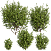 Collection plant vol 551 - Sapodilla - bush - leaf