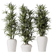 HQ HousePlants Dracaena Warneckii Lemon Lime Cane Dragon Set04