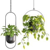 Indoor Plant Set 64