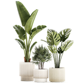 Plant collection 1452