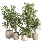 indoor plant set 65