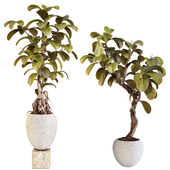 Bonsai Ficus Elastica Rubber Tree Set 258