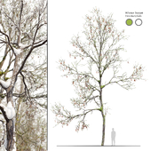 Winter locust tree 01