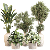 Indoor Plant Set 021