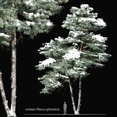 Winter pinus sylvestris