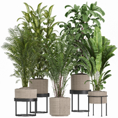 indoor_plants_set_025
