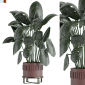 Indoor plant  60