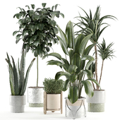 indoor plant 104