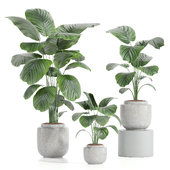 IndoorPlantSet-lH01-Calathea Orbifolia
