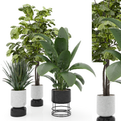 Indoor Plants Set 3