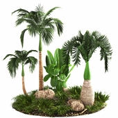 Hyophorbe lagenicaulis palm outdoor tree-01