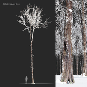 Winter Alder tree