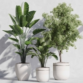 indoor plant set 84