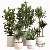 Indoor Plant Set 033