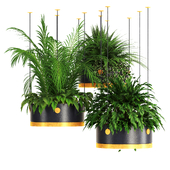 Indoor Plant 79- Hanging Plants