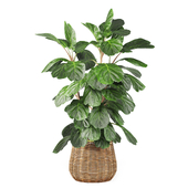 Indoor plant Ficus Lyrata