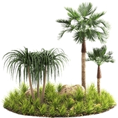 Hyophorbe lagenicaulis palm outdoor tree-02