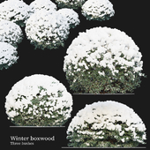 Winter boxwood bush