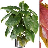 Indoor Elephant ear leaf plant in cement pot 275