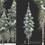 Winter corsican pine