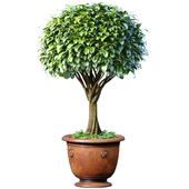 Decorative garden tree in a classic pot and flowerpot. Indoor plant