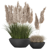 Pampas and Grass in Pot