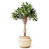 Ficus Tree in Pot