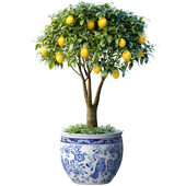 Lemon Tree in a potted flowerpot. Ornamental Citrus Indoor plant