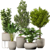 Indoor Plants 002