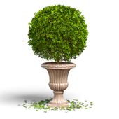 Boxwood in a flower pot