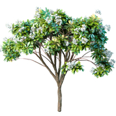 Decorative blooming outdoor garden tree with white Plumeria flowers
