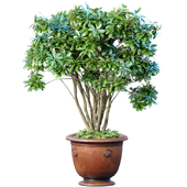 A money tree in a classic potted flowerpot. Indoor plant