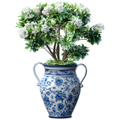 Decorative blooming garden tree with white Plumeria flowers in a vase