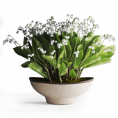 Lily of the vally in Pot