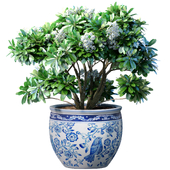 Decorative flowering garden plant with white flowers in an Italian vase pot