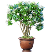 Decorative flowering garden tree with white flowers in a potted flowerpot. Indoor plant