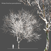 Winter Fraxinus pennsylvanica