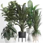 Indoor Plant Set 098