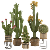 Cactus Plants Set 19