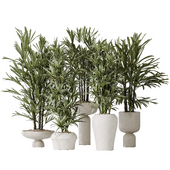 Dracaena Warneckii Lemon and Rhapis Excelsa vases