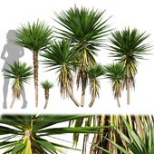 Collection plant vol 556 -  Spineless - Yucca - palm - outdoor
