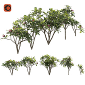 Plumeria tree