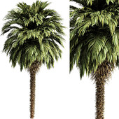 Palm tree5