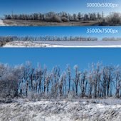 Trees covered in frost in a snowy field. 2 panoramas