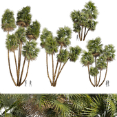 Collection plant vol 559 - Acoelorrhaphe - Wrightii -  Everglades - palm