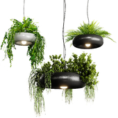 Pendant light with plants04