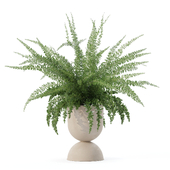 Plants collection 166 - fern